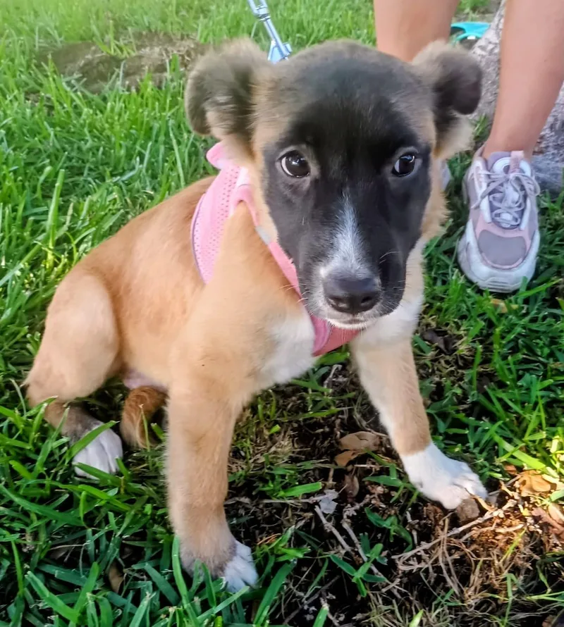 A baby medium-sized female German Shepherd Dog dog named Candy for adoption in Orange, CA