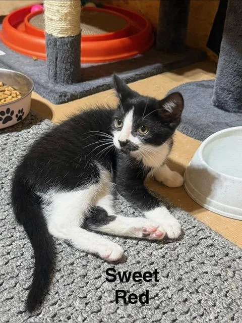 A young medium-sized female Black & White / Tuxedo Domestic Short Hair cat named Sweet Red for adoption in Karns City, PA