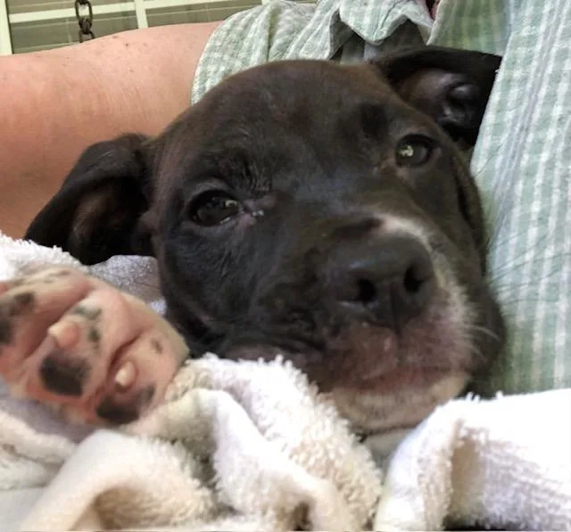 Winston  A thumbnail 2