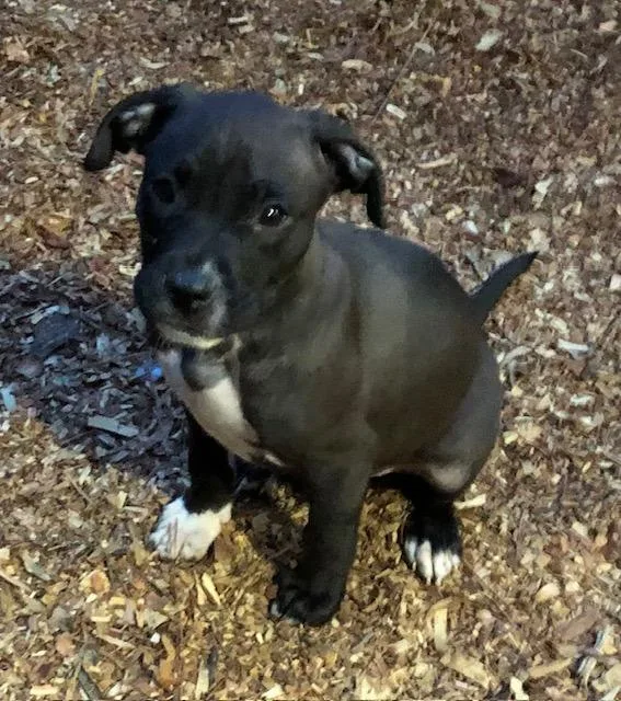 Winston  A thumbnail 3