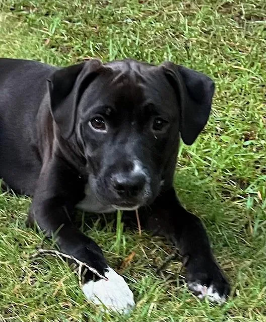 Winston  A thumbnail 5