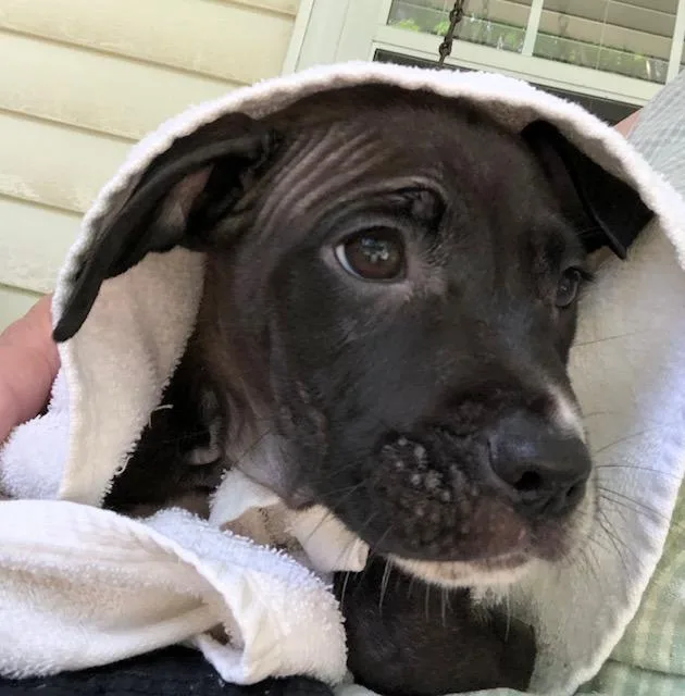 Winston  A thumbnail 6