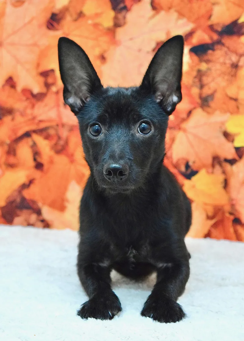 A young small-sized male Black Terrier dog named Vinnie for adoption in Dublin, CA