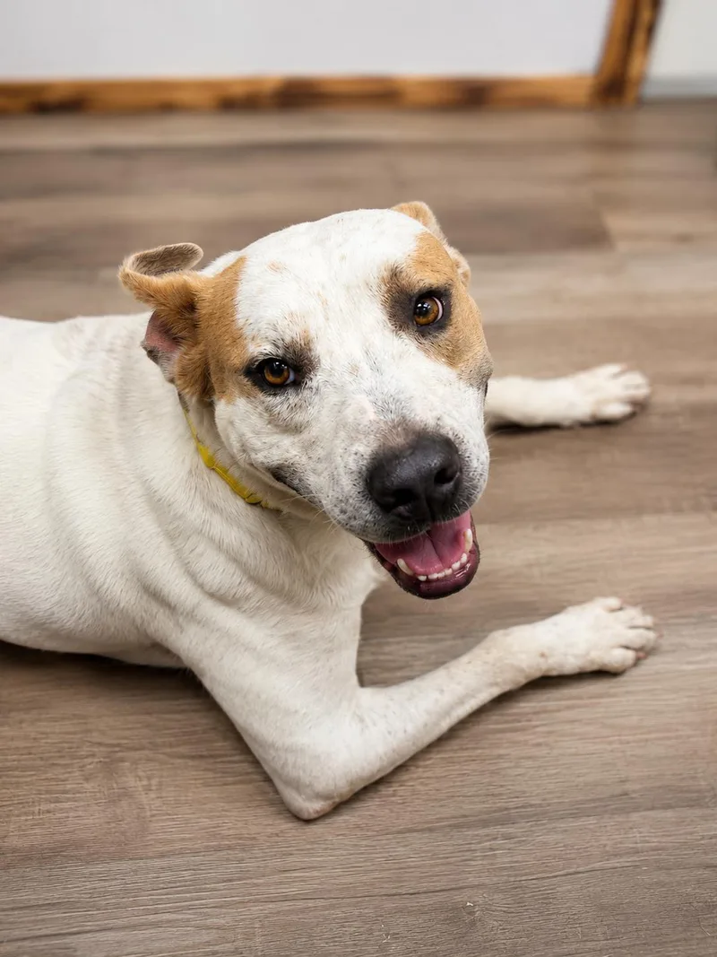 An adult medium-sized male White / Cream Pit Bull Terrier dog named Levi for adoption in Whitney, TX
