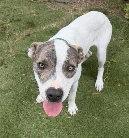 A young medium-sized male Bicolor Pit Bull Terrier dog named Remi for adoption in Inverness, FL