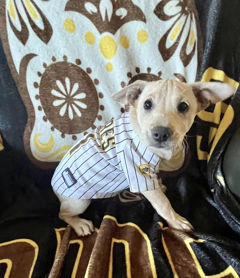 A baby small-sized female Terrier dog named Kylie for adoption in El Cajon, CA