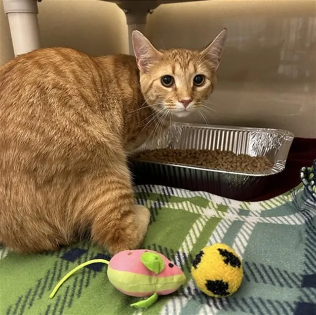 A young medium-sized male Domestic Short Hair cat named Sunshine for adoption in Lincolnton, NC