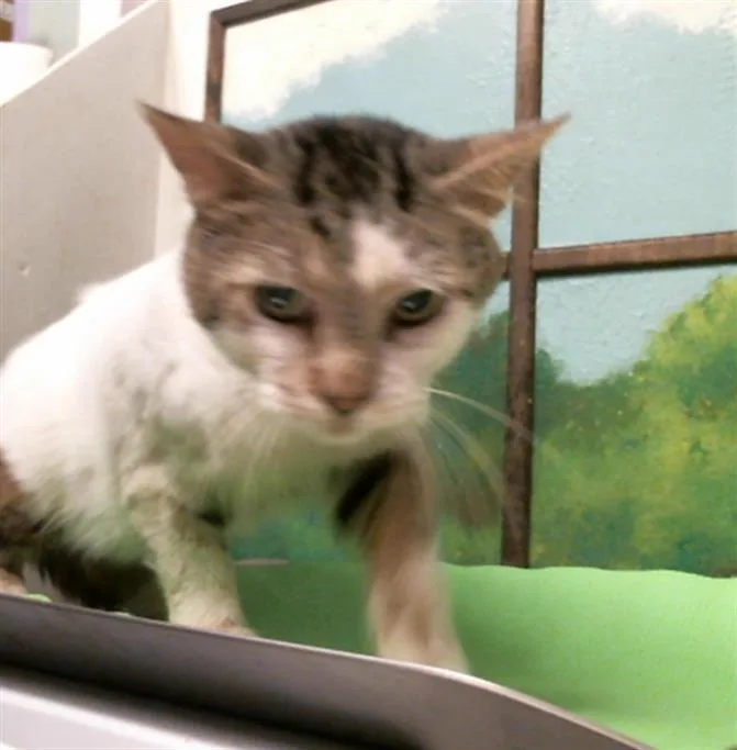 An adult large-sized male Domestic Short Hair cat named Greg for adoption in Houston, TX