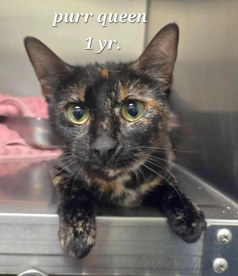 An adult medium-sized female Tortoiseshell Domestic Short Hair cat named Amnesty for adoption in Amherst, VA
