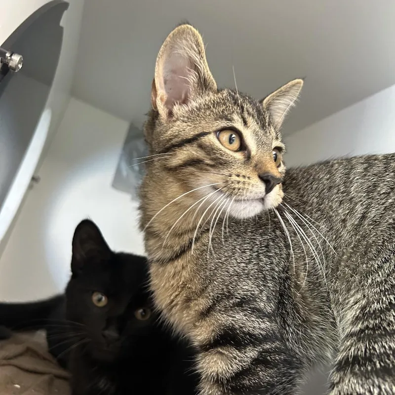 A baby small-sized female Brown / Chocolate Domestic Short Hair cat named Mochi for adoption in Uniontown, PA