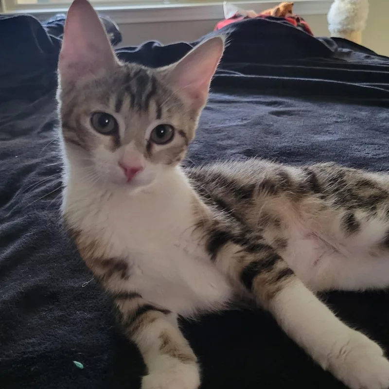 A baby small-sized male Brown / Chocolate Domestic Short Hair cat named Angus for adoption in Galveston, TX