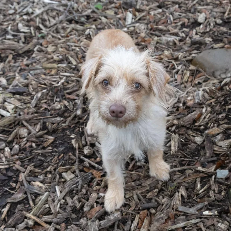 An adult small-sized female Yellow / Tan / Blond / Fawn Yorkshire Terrier dog named Tina for adoption in McKean, PA