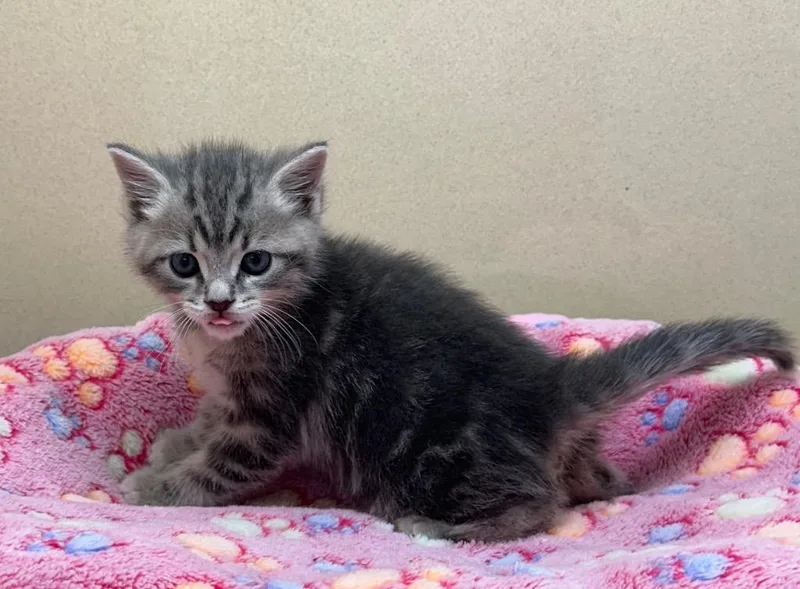 A baby small-sized male Domestic Short Hair cat named Bingo for adoption in Washington Court House, OH
