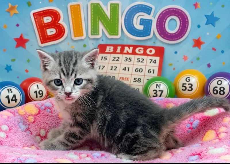 Bingo thumbnail 2