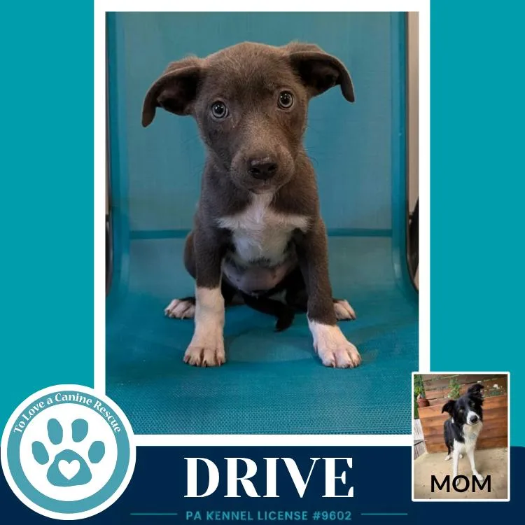 A baby medium-sized female Gray / Blue / Silver Border Collie dog named Drive for adoption in Kimberton, PA