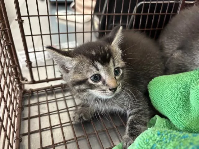 A baby small-sized female Domestic Short Hair cat named Dumpling for adoption in San Bernardino, CA