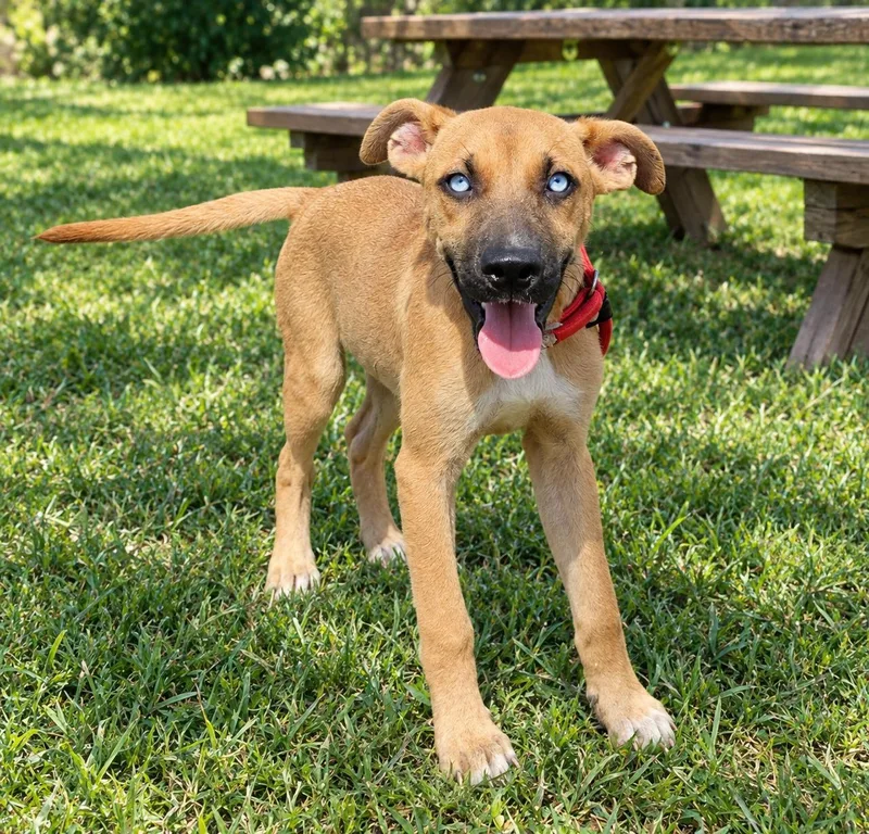 A young medium-sized female Brown / Chocolate Shepherd dog named Ginger for adoption in Orangeburg, SC