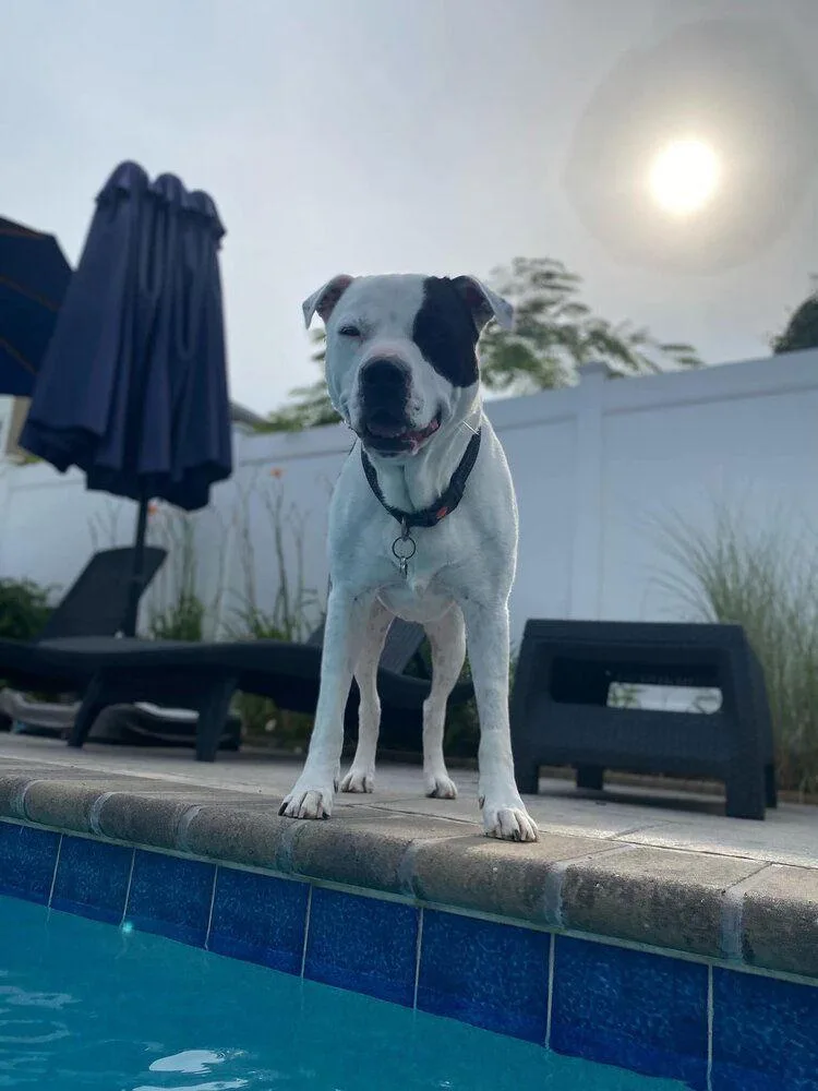 An adult large-sized male Pit Bull Terrier dog named Beau for adoption in New York, NY