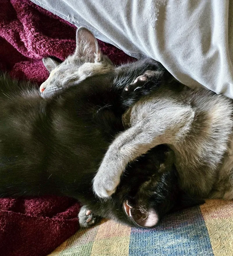 A baby medium-sized male Black Domestic Short Hair cat named Bandit for adoption in Reston, VA