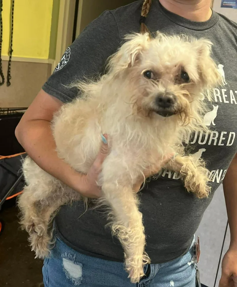 A senior small-sized male Maltese dog named Found stray: Leopold for adoption in Rockwall, TX