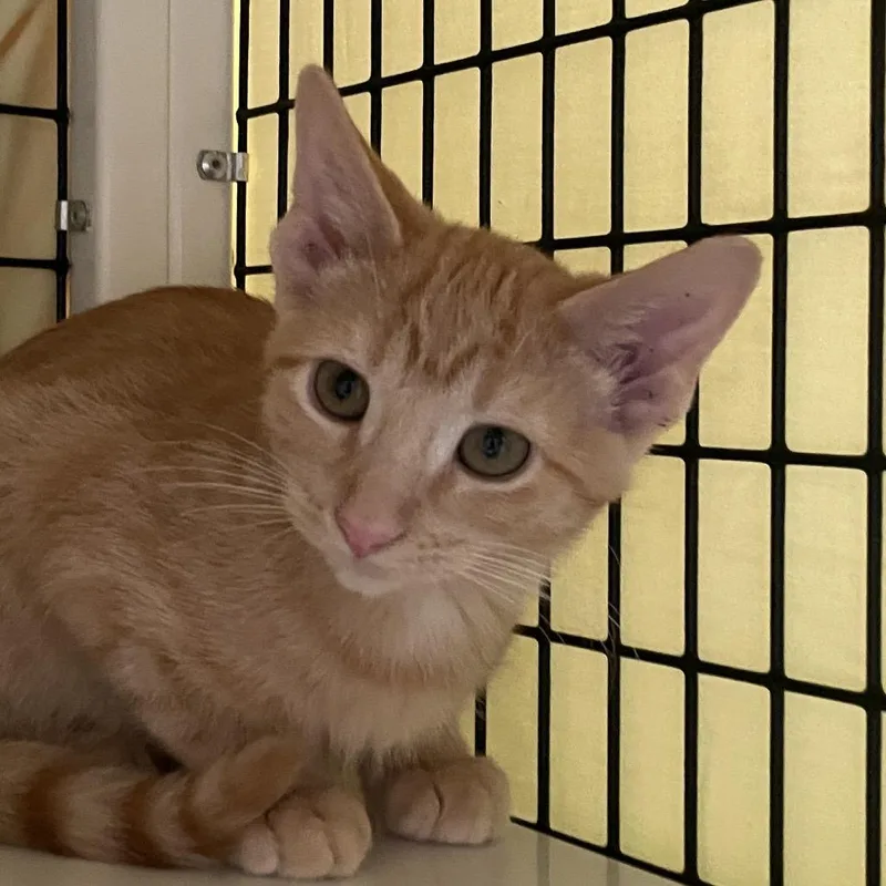 A baby small-sized male Domestic Short Hair cat named Vincent Purrice for adoption in Chicago, IL