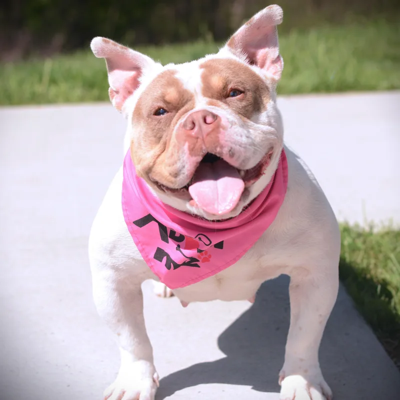 An adult medium-sized female Apricot / Beige Bulldog dog named Tiny for adoption in Amsterdam, NY