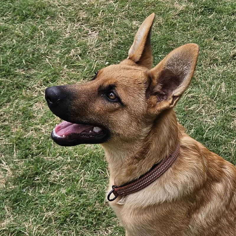 A baby medium-sized male Yellow / Tan / Blond / Fawn German Shepherd Dog dog named Max for adoption in Fayetteville, GA