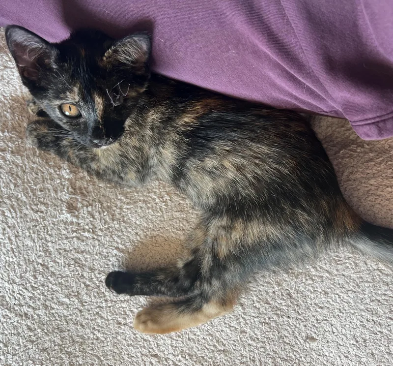 A baby medium-sized female Dilute Tortoiseshell Domestic Short Hair cat named Sally Jean for adoption in Westfield, NJ