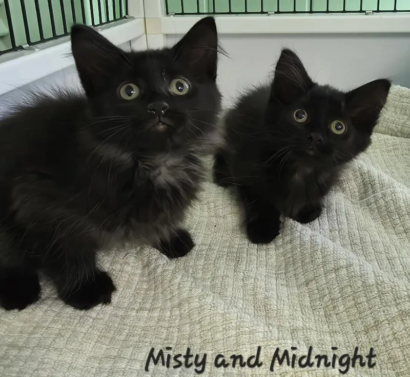 A baby medium-sized male Black Domestic Medium Hair cat named Misty & Midnight for adoption in Key Largo, FL