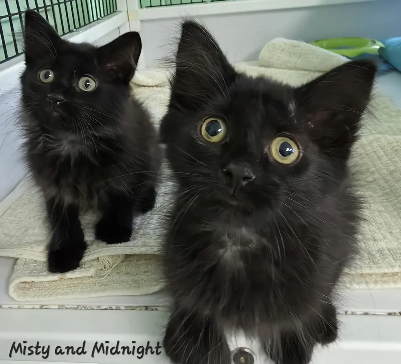 Misty & Midnight thumbnail 2