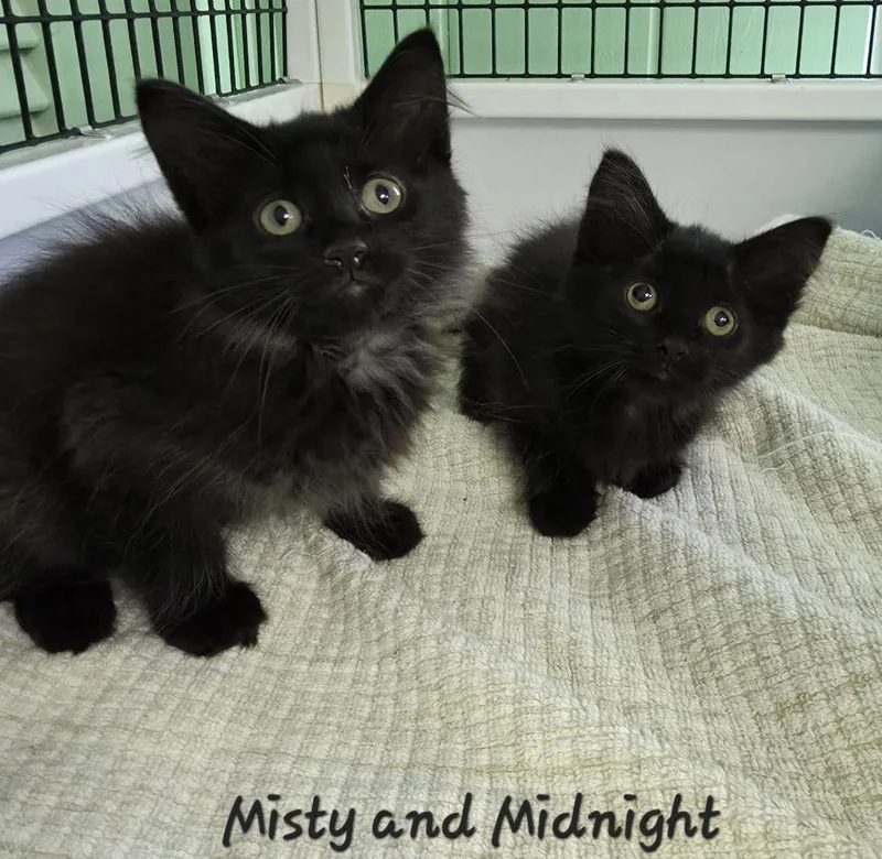 Misty & Midnight thumbnail 3