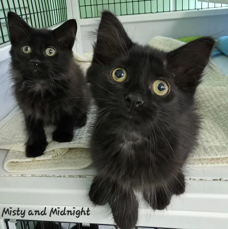 Misty & Midnight thumbnail 5