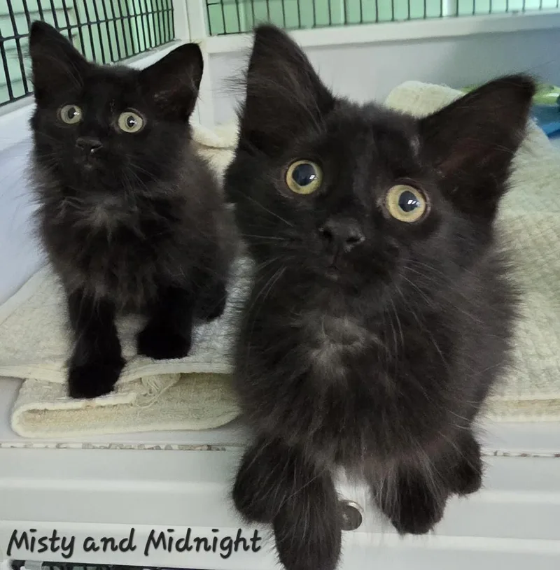 Misty & Midnight thumbnail 6