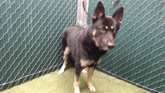 An adult medium-sized male German Shepherd Dog dog named Knight for adoption in Downey, CA