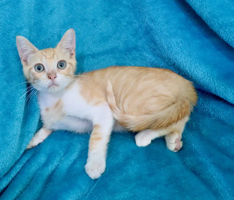 A baby medium-sized male Tabby cat named Acorn for adoption in Saint Augustine, FL