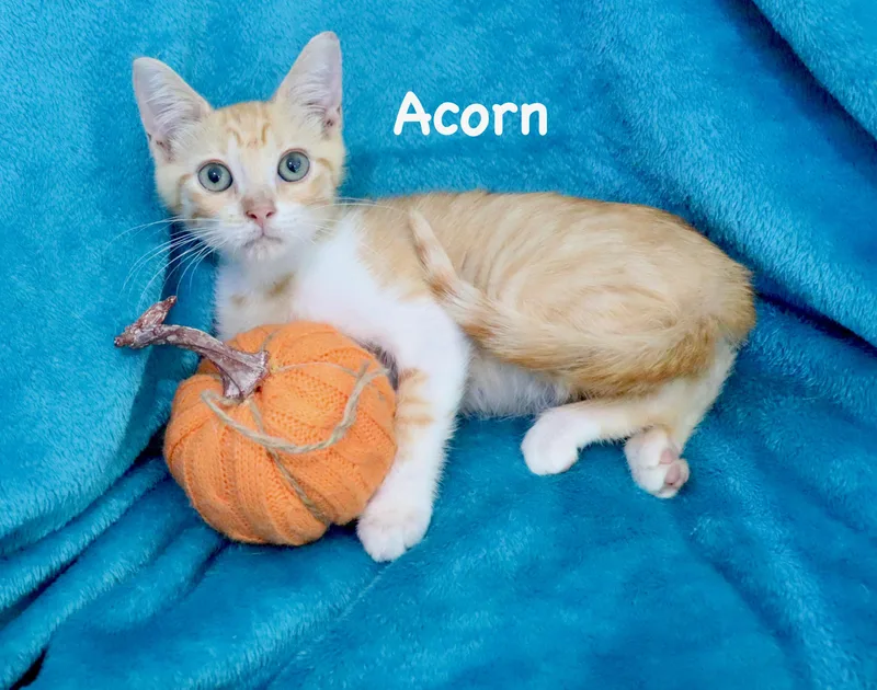 Acorn thumbnail 2