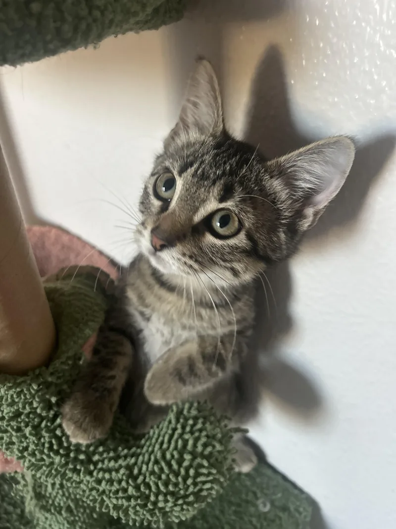 Timothee Chalameow thumbnail 5