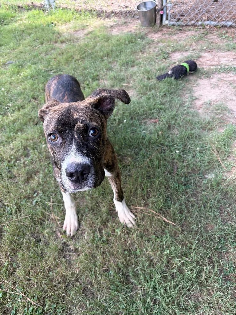 A baby medium-sized male Boxer dog named Bento for adoption in Little Rock, AR