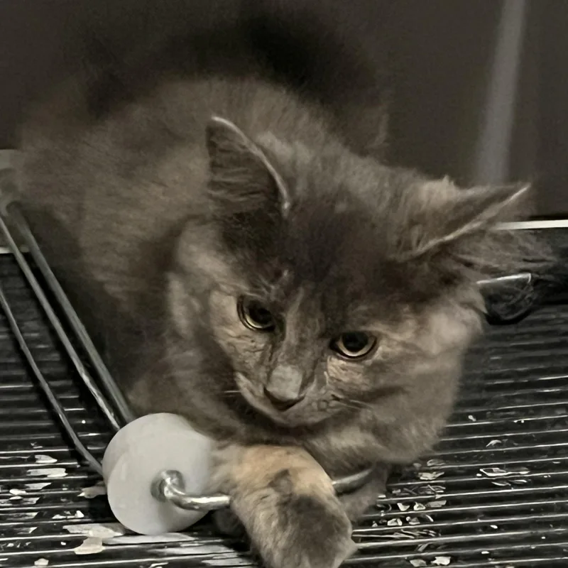 A baby medium-sized female Gray / Blue / Silver Domestic Long Hair cat named Storm for adoption in Massillon, OH