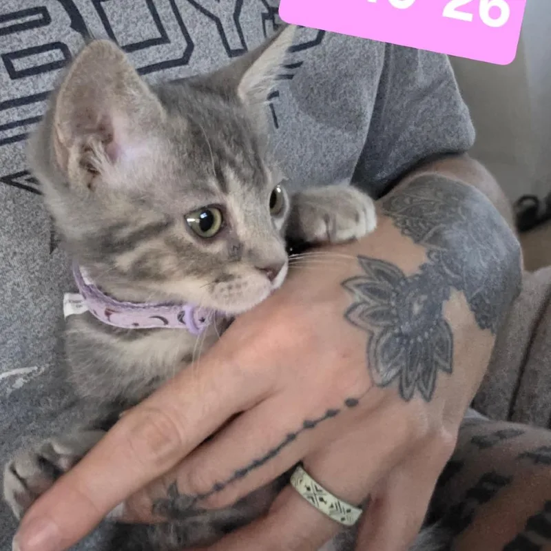 A baby small-sized female Gray / Blue / Silver Domestic Short Hair cat named Avery for adoption in Yuma, AZ