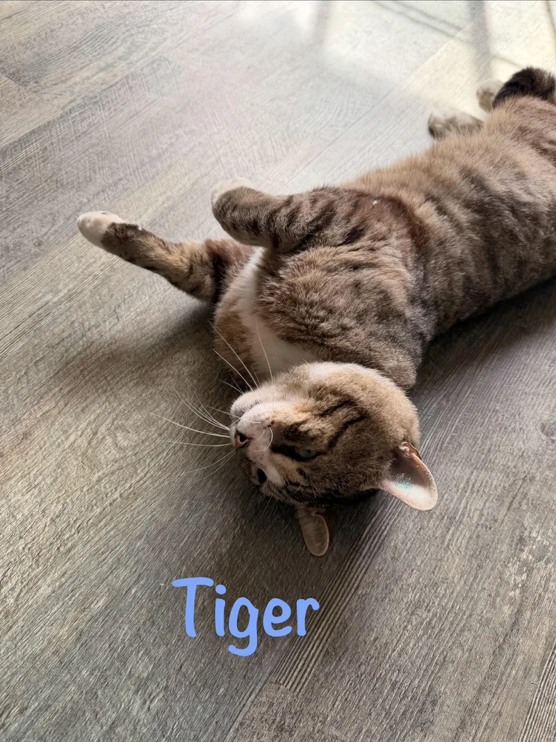 An adult medium-sized male Tabby cat named Tiger for adoption in Crescent City, CA