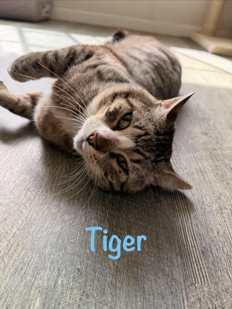 Tiger thumbnail 3
