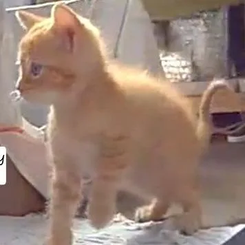 A baby small-sized male Orange / Red Domestic Short Hair cat named Raichu for adoption in South Elgin, IL