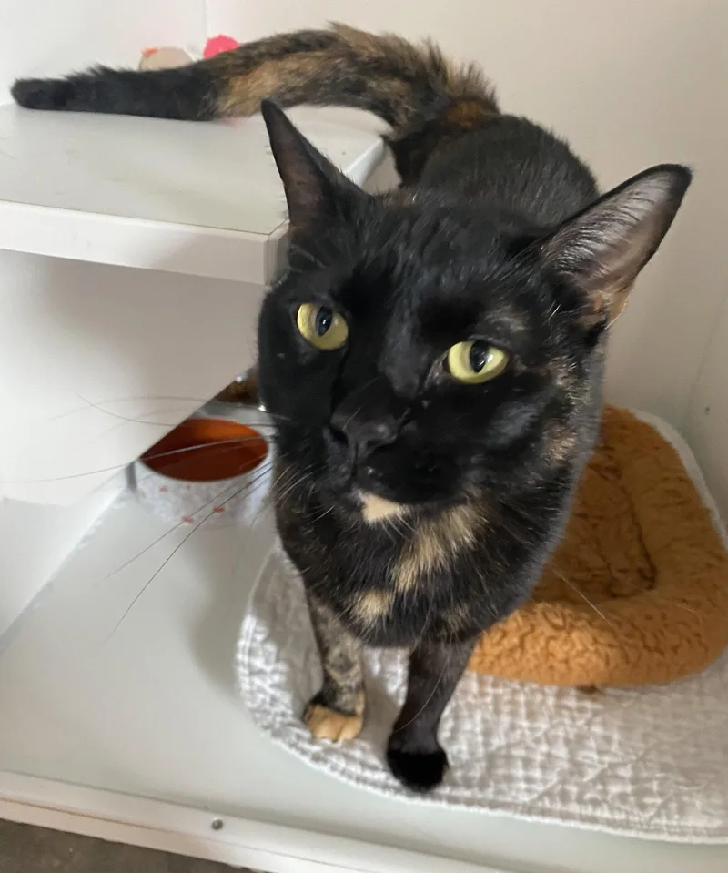 A young medium-sized female Domestic Short Hair cat named Nagrita for adoption in Satellite Beach, FL
