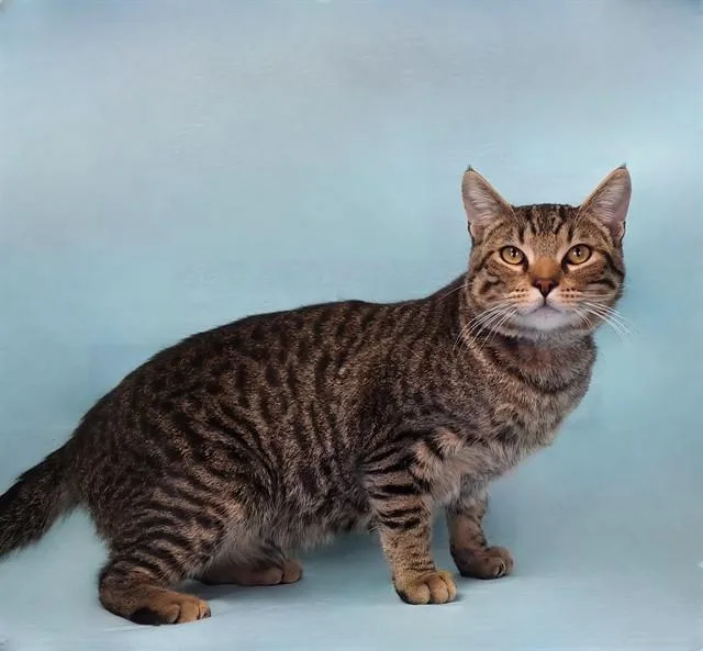 A young small-sized male Domestic Short Hair cat named Cooper for adoption in Gardena, CA