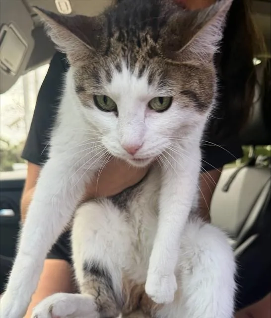 An adult medium-sized male Domestic Short Hair cat named Casper for adoption in Fort Lauderdale, FL