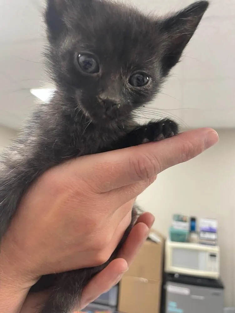 A baby small-sized female Black Domestic Short Hair cat named Pippi for adoption in Bemidji, MN