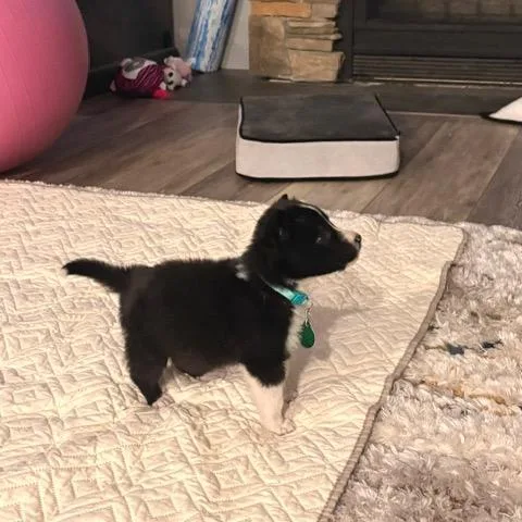 A baby small-sized male Black Mixed Breed dog named Wisp for adoption in Buffalo, MN