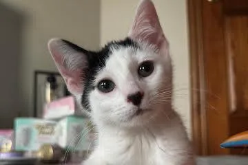 A baby medium-sized male White Domestic Short Hair cat named Oakley for adoption in Milwaukee, WI