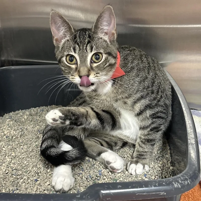 A baby small-sized female Gray / Blue / Silver Domestic Short Hair cat named Pearl for adoption in Montgomery, AL